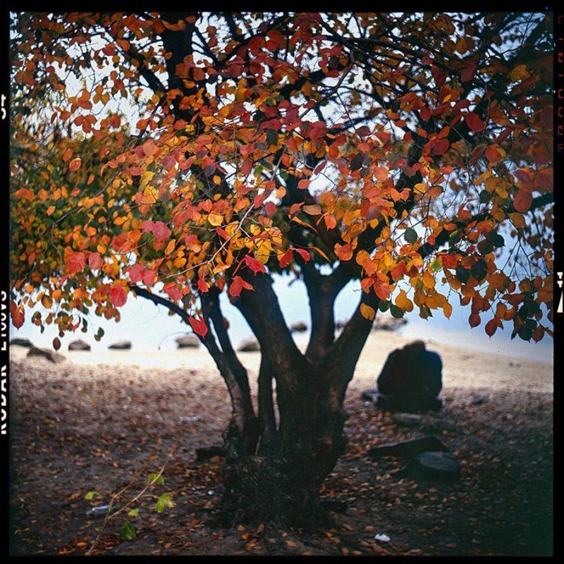 film,6x6,kiev88,arsat Old couplephoto preview