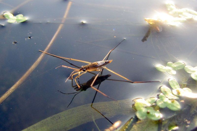 река, утро, водомерка Водомеркаphoto preview