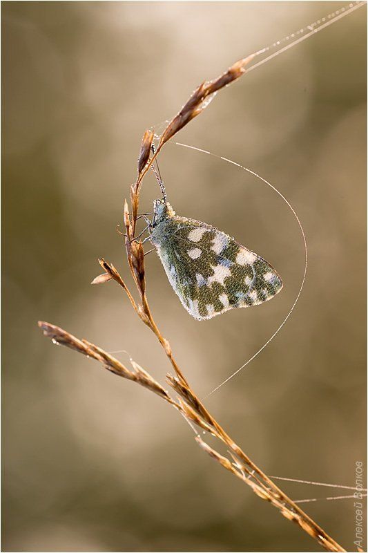 рапсовая белянка, утро, р. воря, роса, паутинка Парусник фото превью