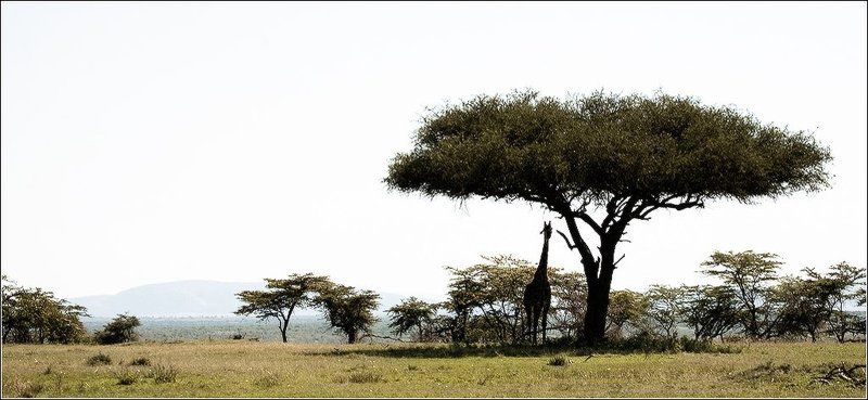 Про Жару, Тенёк и Везунчикаphoto preview