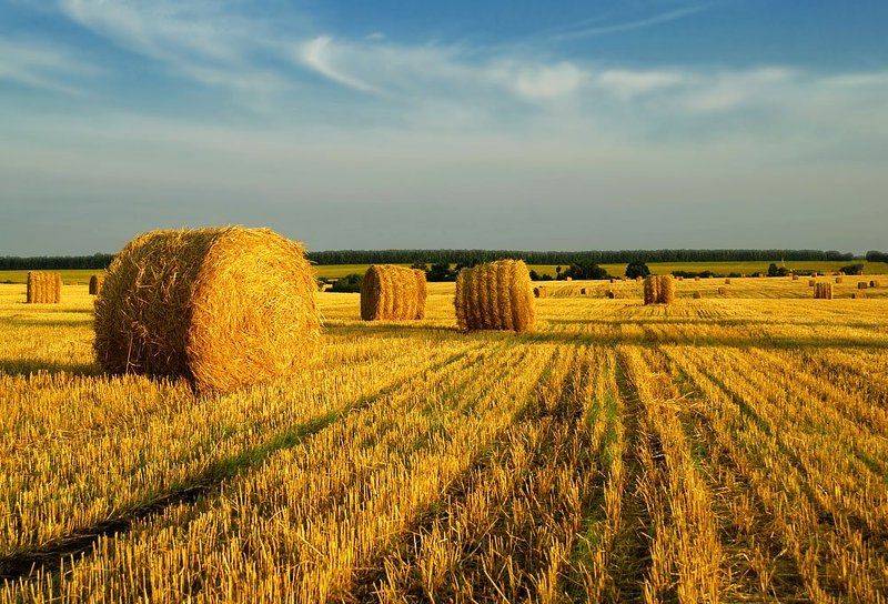 Про конец уборочной страды и жаркое летоphoto preview