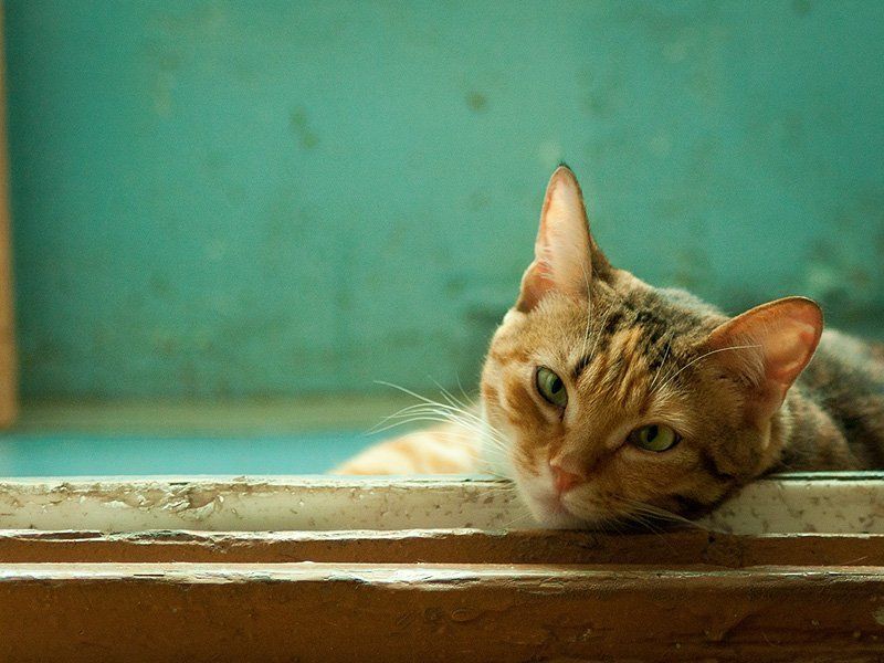 кошка Матильдаphoto preview