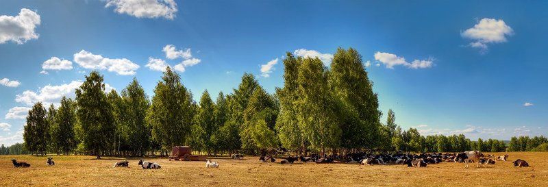 буренки Тридцать три коровыphoto preview