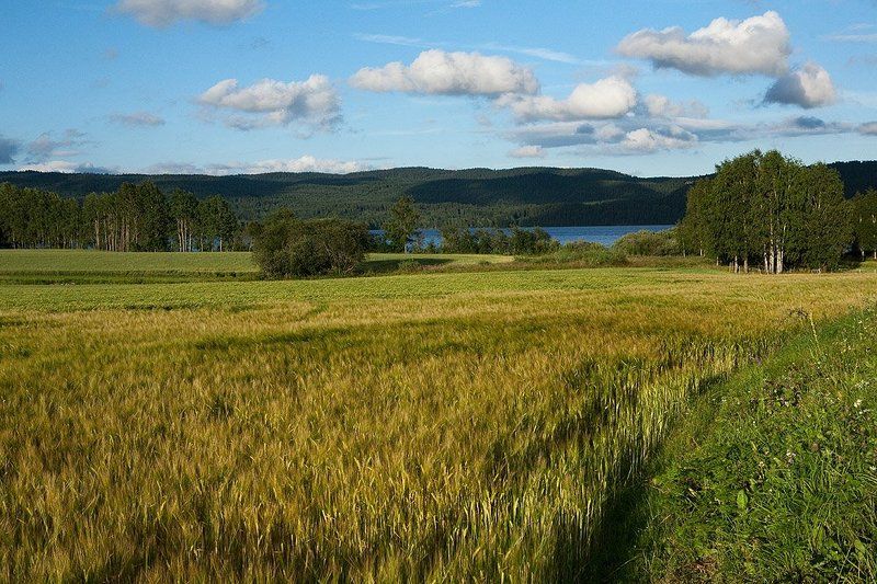 норвегия, осло, пейзаж, рожь, лето Норвежские зарисовкиphoto preview