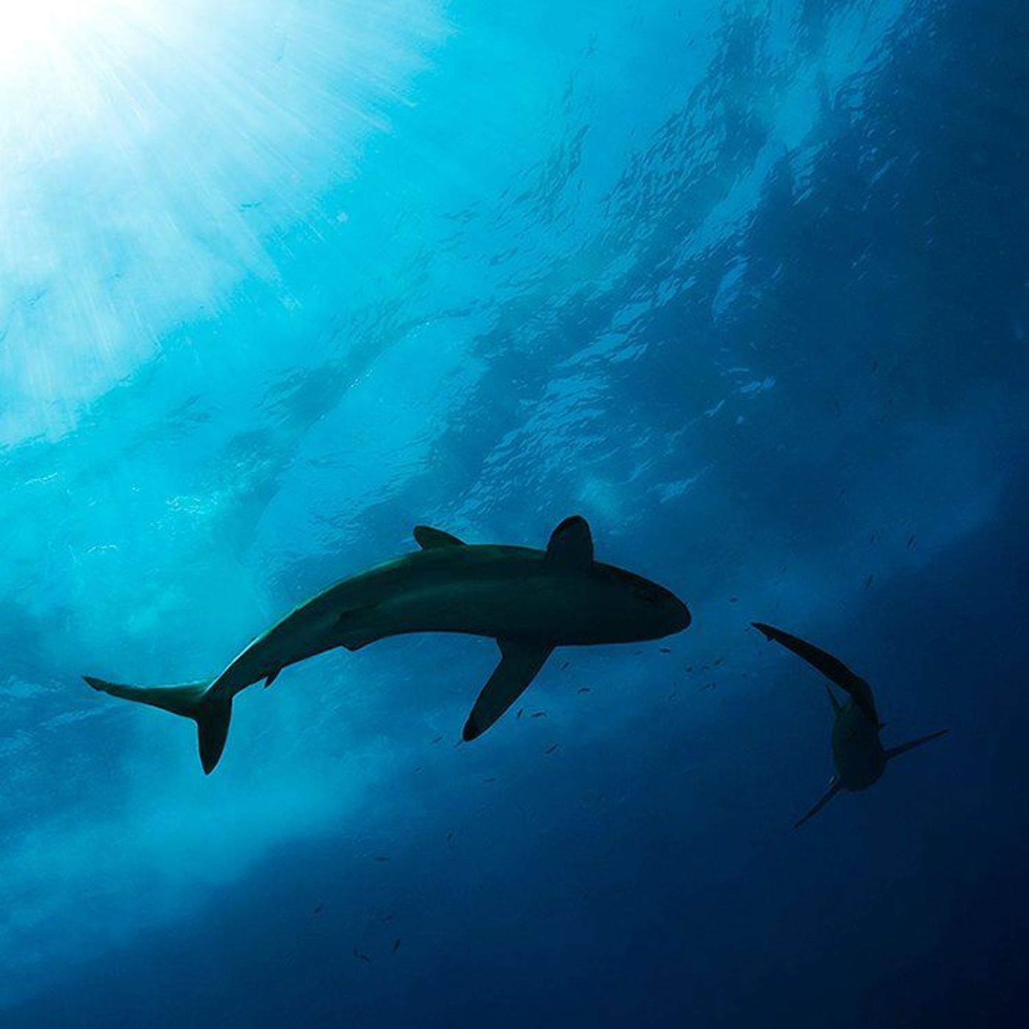 танец шелковых акул. Автор: Natalia Semko акула, солнце, вода, море, подводная съемка, Natalia Semko