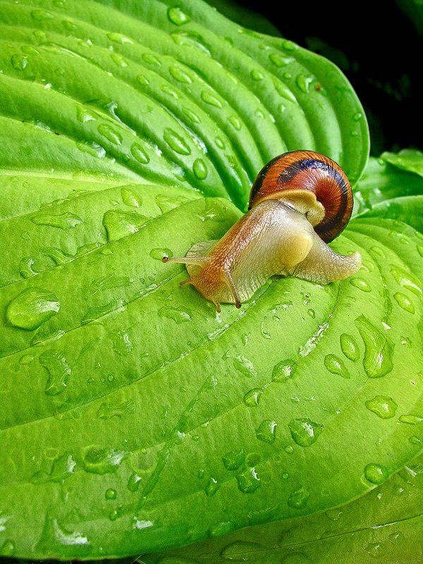 улитка, капли Ой, ползет, ползет!photo preview
