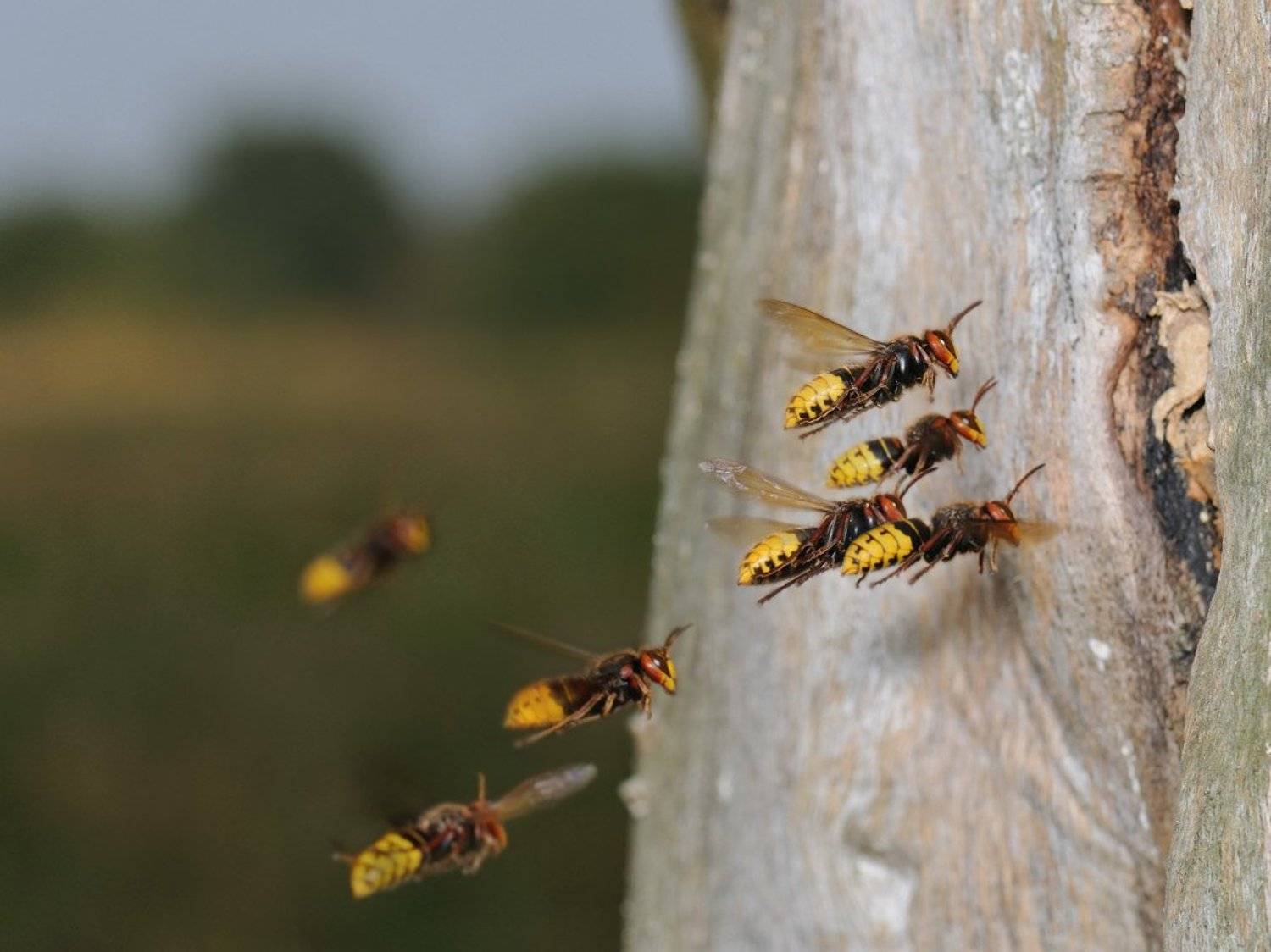 , Курочкин Валерий
