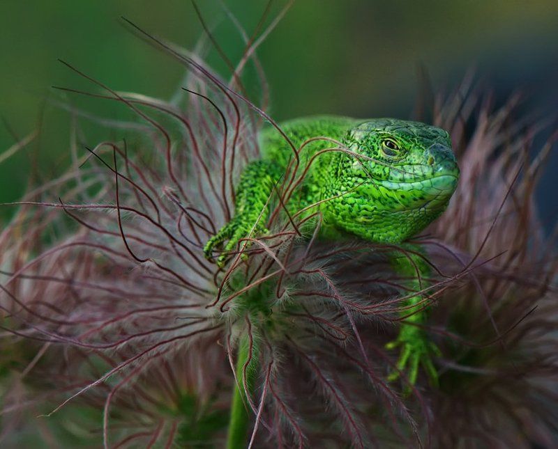 ящерица Взгляд томных глаз дракоши...photo preview