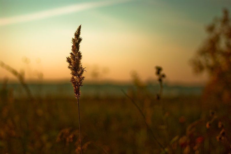 вечер, луг В ожидании закатаphoto preview