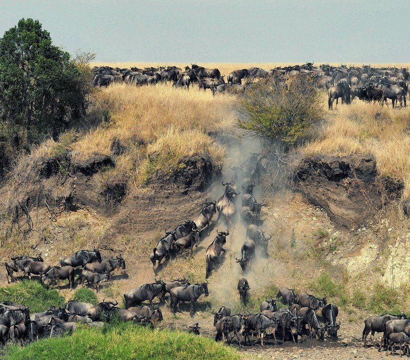 миграция, кения, масай, мара, гну Миграцияphoto preview