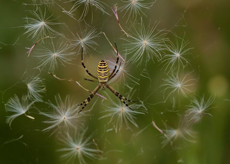 паук Хозяин снежинок...photo preview