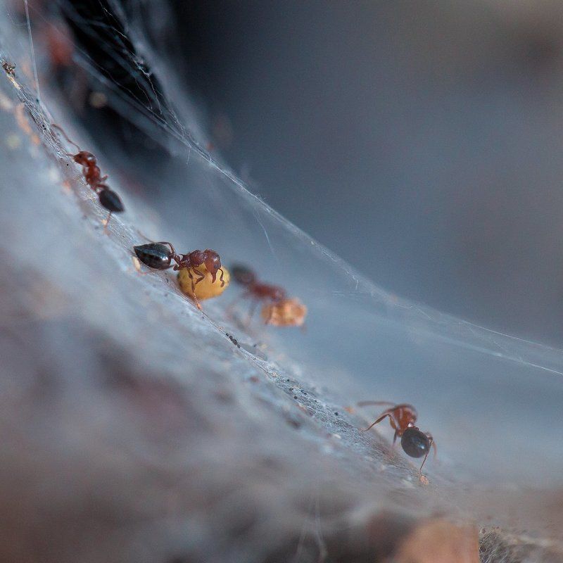 ants,ant,insects,macro,light,bokeh,beautiful,close up,fairy,nature,wild,wildlife Ants workersphoto preview