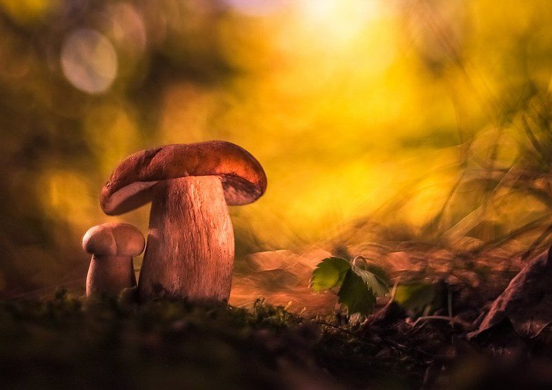 В грибном царствеphoto preview