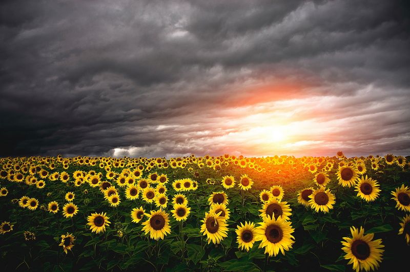 Подсолнухиphoto preview