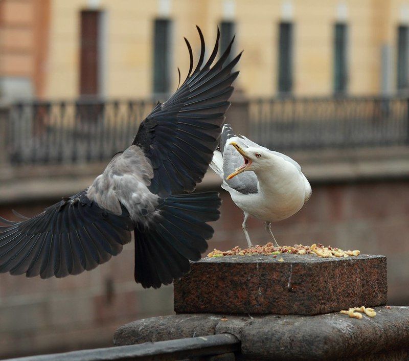 Битва на каналеphoto preview