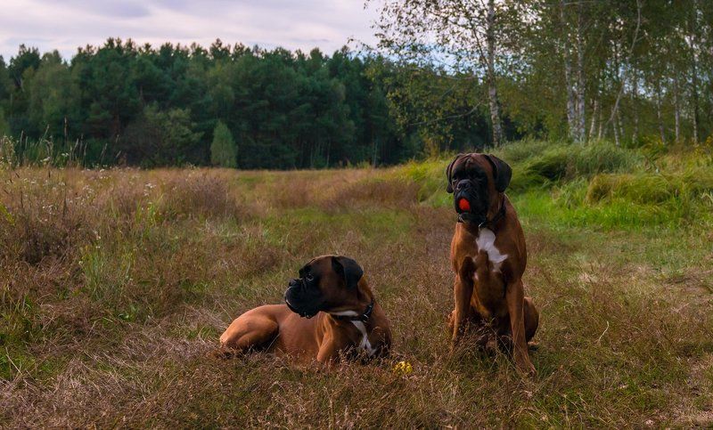 собака, боксёр На закатеphoto preview