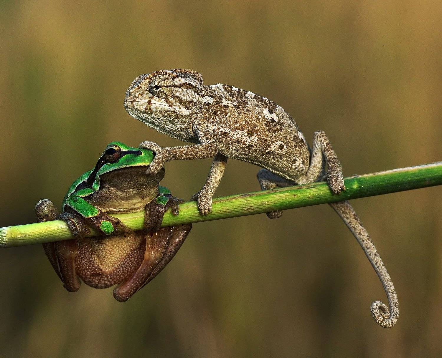 animal, nature, macro, chameleon, frog, friendship, relation, shut up, Savas Sener