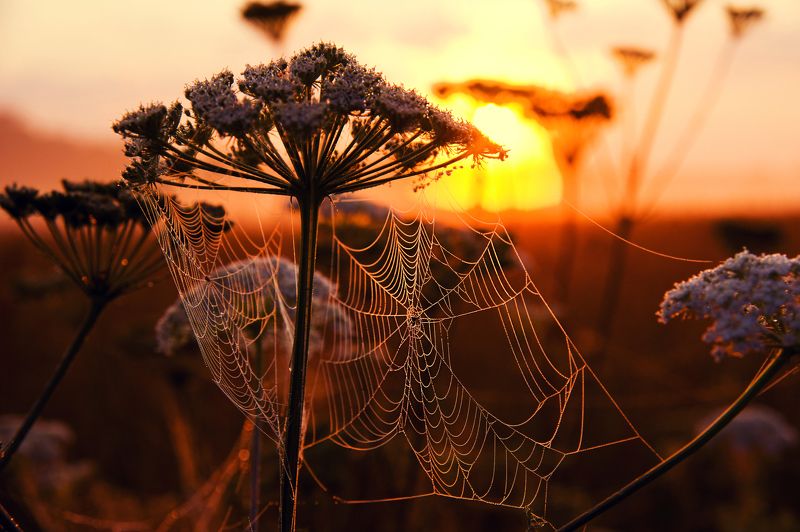 Ярославль, Закат, Россия, природа Золото заката 2photo preview