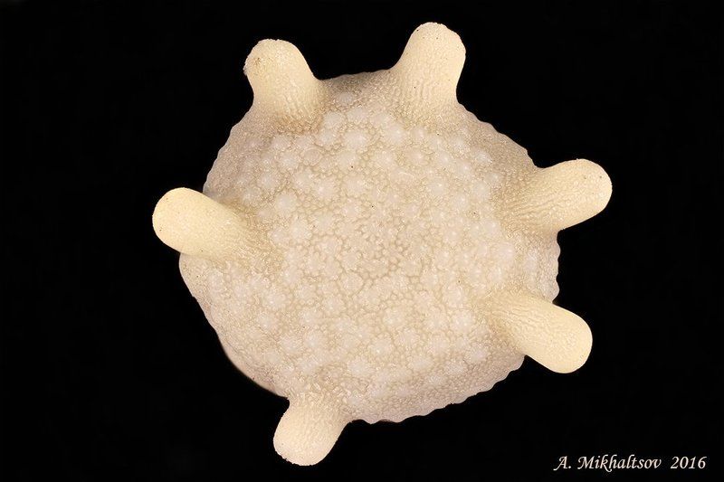 calcarina spengleri фораминифера Звёздная песчинка 2photo preview