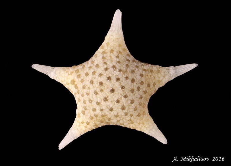 фораминифера baculogypsina sphaerulata Звёздная песчинкаphoto preview