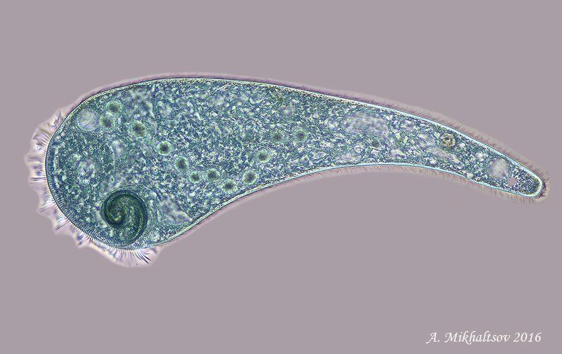 инфузория stentor coeruleus Инфузория Stentor coeruleusphoto preview