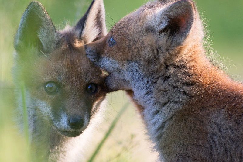 animals,nature,fox Foxphoto preview