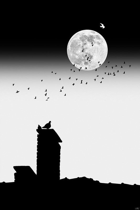 bird, birds, concept, conceptual, collage, black and white, editing, composing, digital art, moon, white, black, art, fine art, surreal, surrealism, digital, photography, post processing, composition, photo collage, Prompted Dreamphoto preview