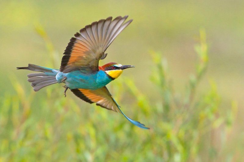bird, wildlife, nature photography, animals, merops apiaster, żołna, european bee-eater, золотистая щурка Like a butterflyphoto preview