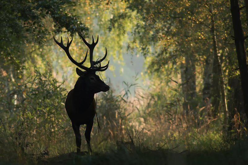 animals,nature,deer. DEERphoto preview