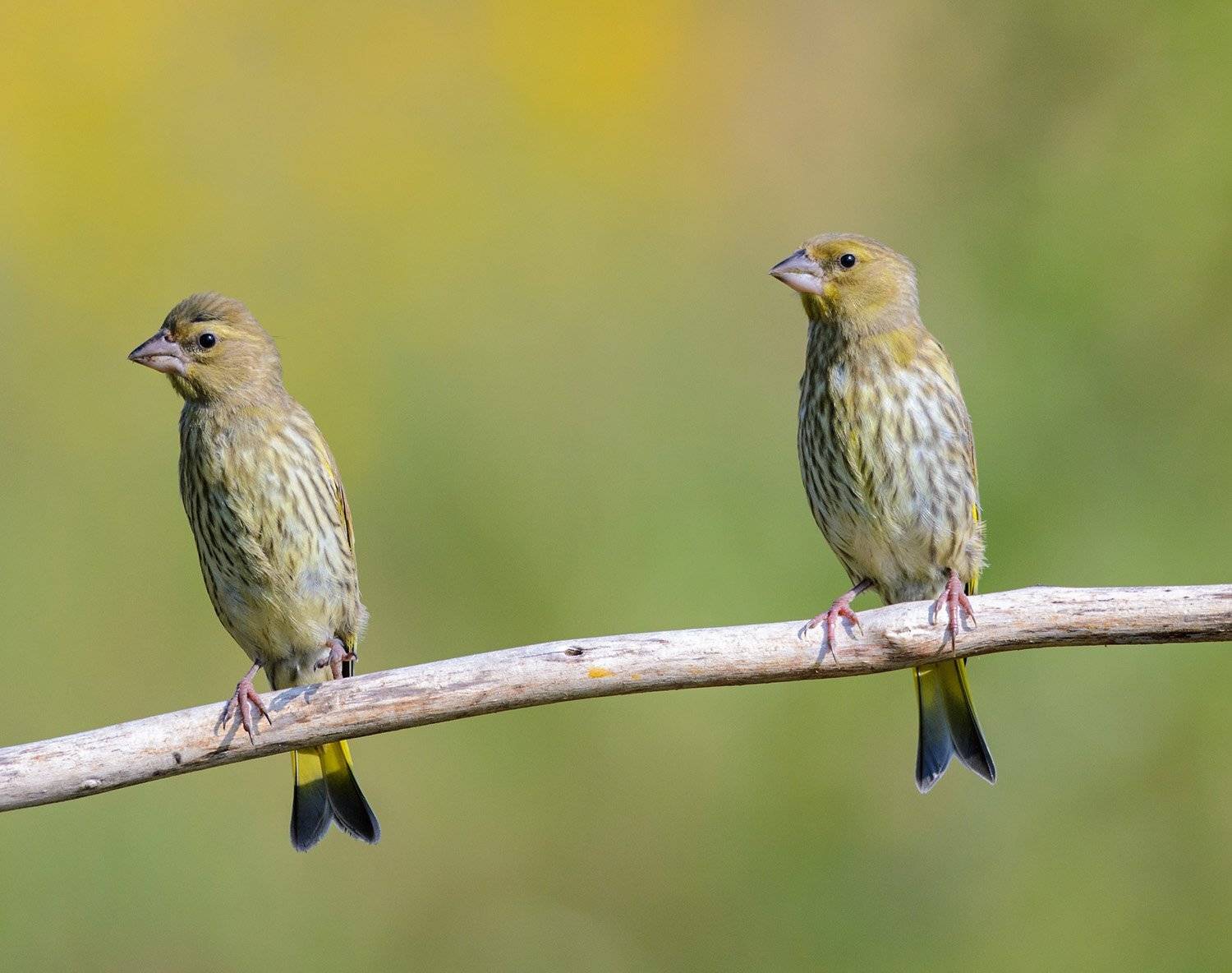 зеленушки. Автор: алексей овчинников , алексей овчинников