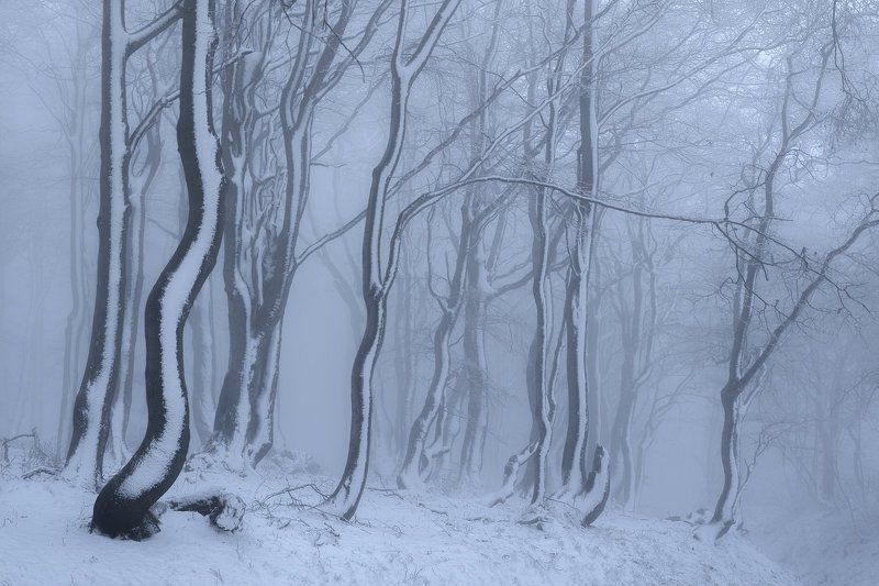 czech republic, ore mountains, winter, cold, frost, beeches,fog, mist, snow Winter in the Ore mountains.photo preview
