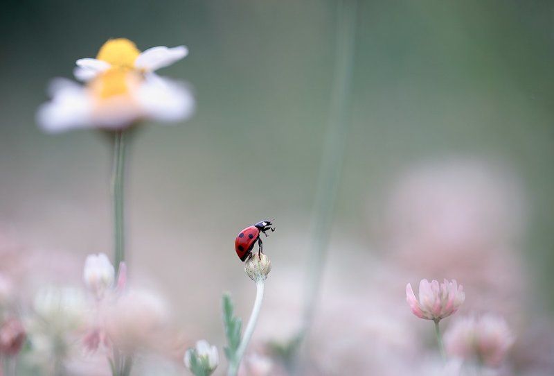 ladybug,insects,insect,nature,flowers,color,light,bokeh,beautiful,wild,macro,close up,fairy, Ladybugphoto preview