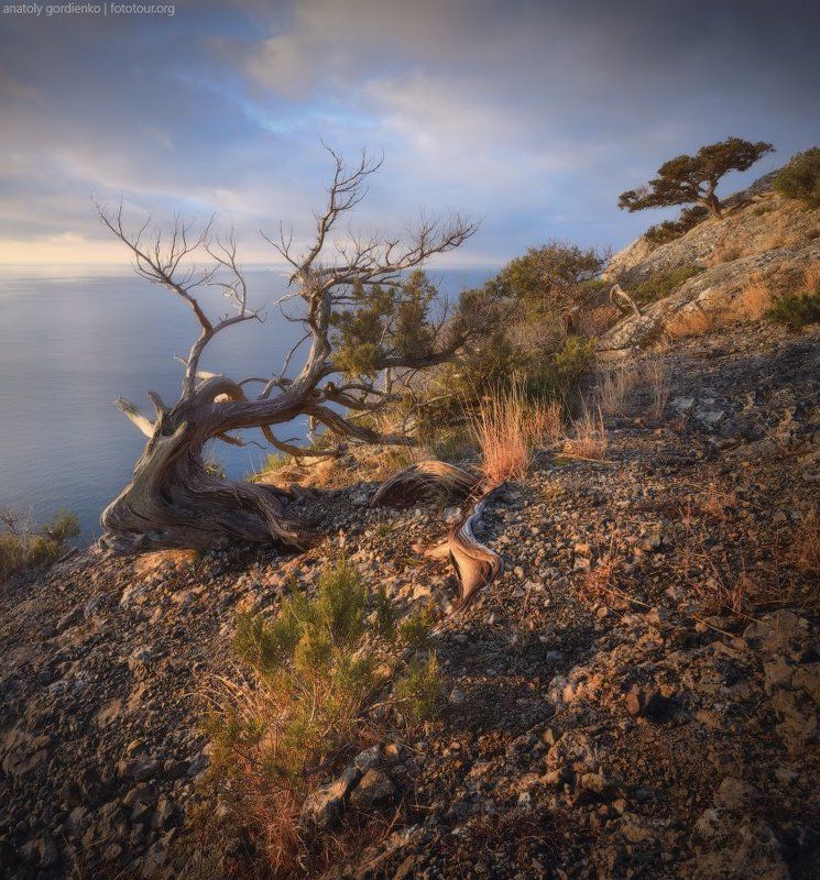 коряга крым море Коряжкаphoto preview