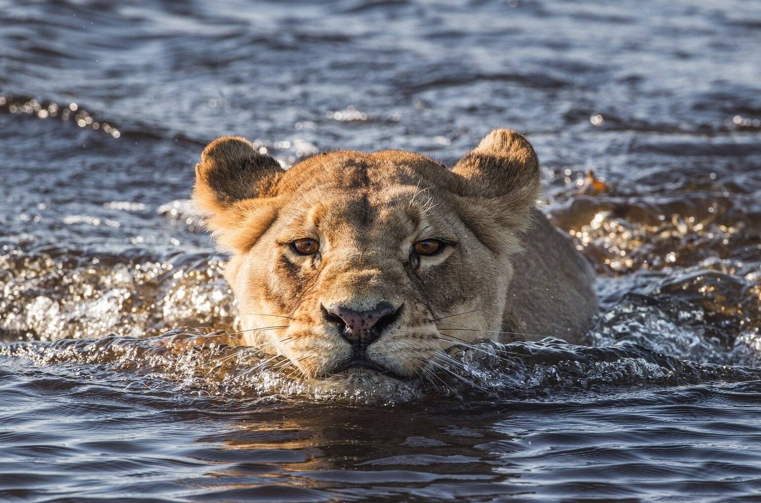 Автор: Алексей Сулоев Львица, Африка, переправа, плавать, Алексей Сулоев