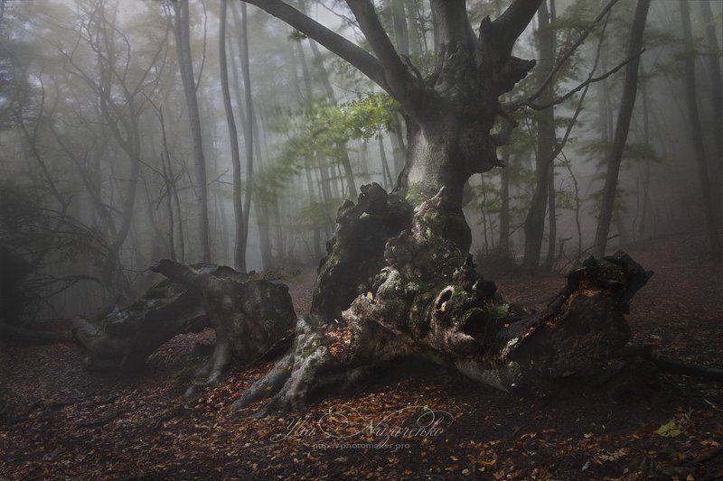 дерево, деревья, туман, дымка, осень, лес, woodland, tree, trees, forest, mystic, myctical, fog, mist, mood, чаща, autumn, мистика, сказка, образ, Cтарый графphoto preview