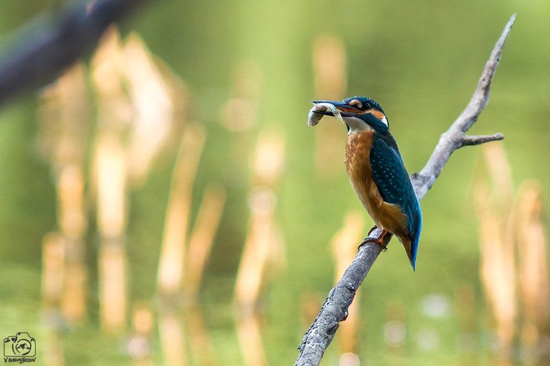 Добытчикphoto preview