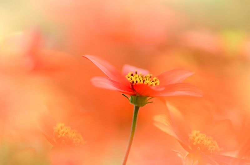 В красных тонахphoto preview