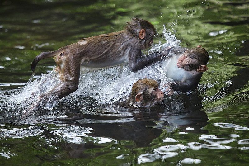 Морской бойphoto preview