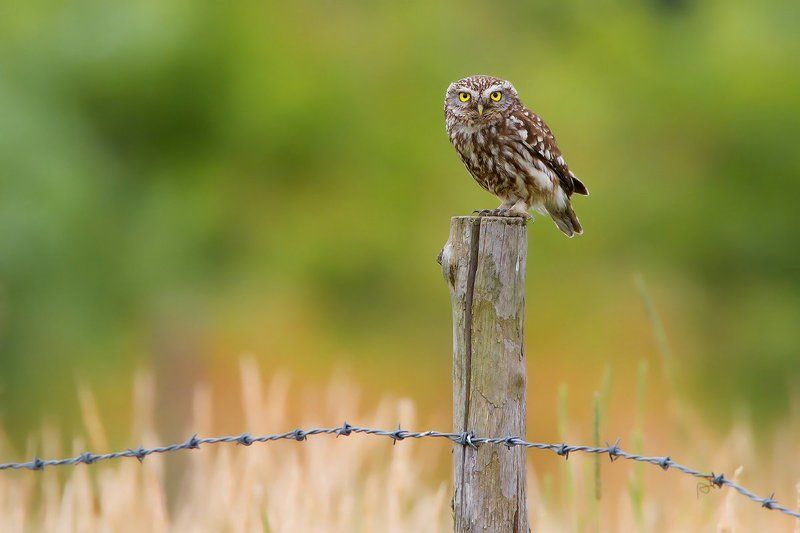 bird, wildlife, nature photography, animals, little owl, домовый сыч Focusingphoto preview
