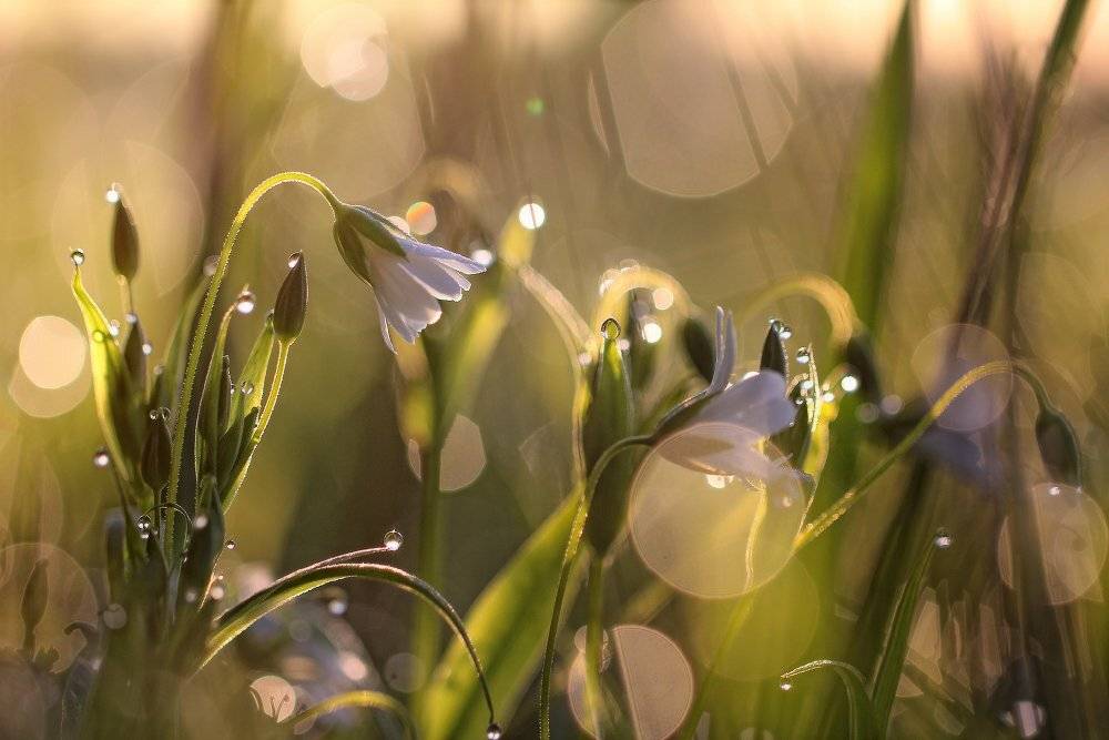 Весеннее настроение.... Автор: Андрей Дитковский макро,роса, Андрей Дитковский