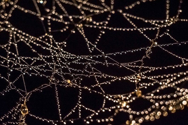 паутина, вода, роса, капли, капли воды, сеть, water drops, water,  Бриллиантовая паутинаphoto preview