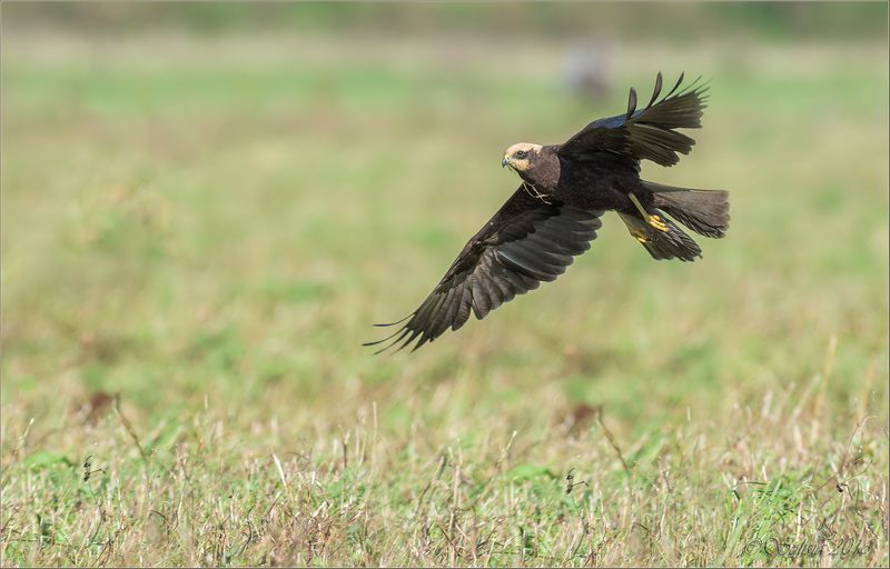 птицы, природа, circus aeruginosus, лунь болотный, осень, сентябрь, 2016, московская область, волоколамский р-он Лунь болотныйphoto preview