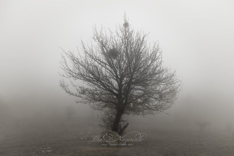 дерево, деревья, туман, дымка, осень, лес, woodland, tree, trees, forest, mystic, myctical, fog, mist, mood, чаща, autumn, мистика Туман, однако)photo preview