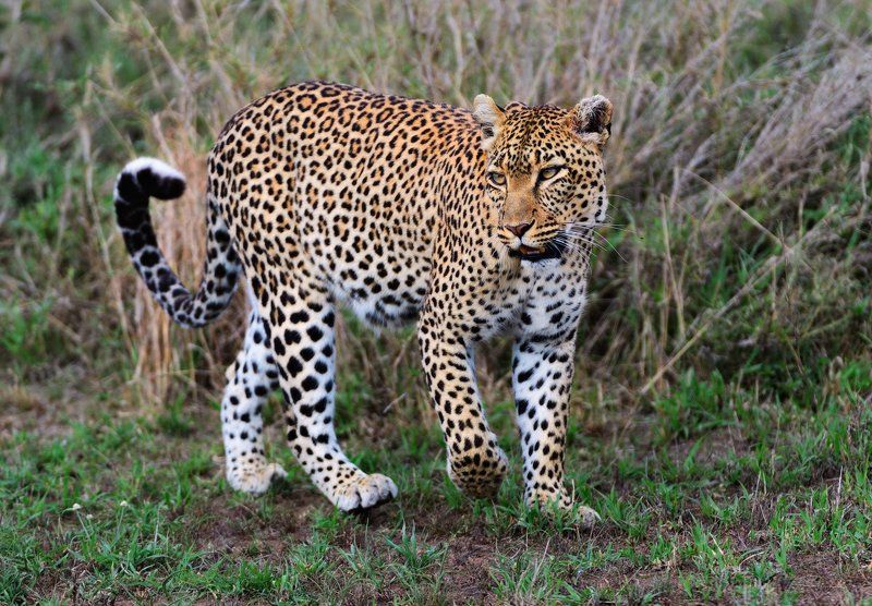 танзания Красавец-мужчинаphoto preview