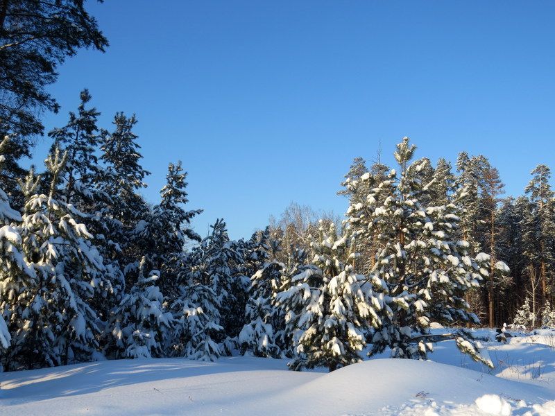 Сказочный лесphoto preview