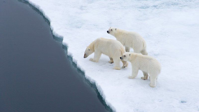 фотографандреевандрей, северныйполюс, northpole, арктика, arctic, ice, снег, лёд, круиз, expiditions, travel, белыймедведь, медведь, polarbear, животное, natgeowild photo preview