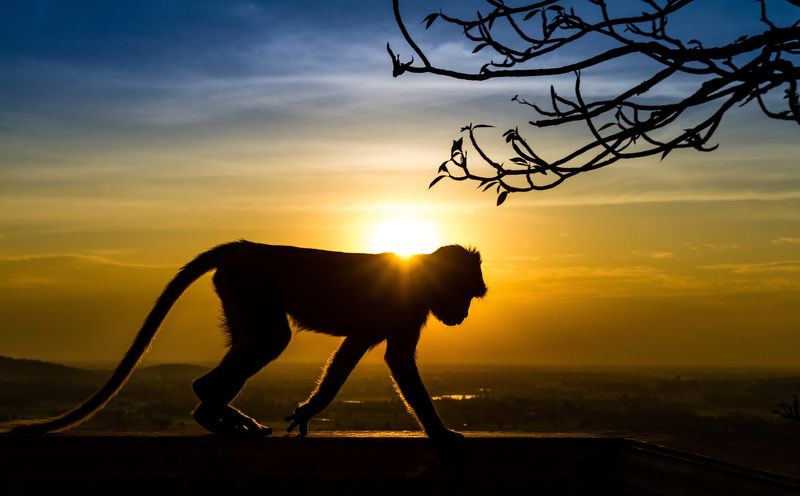 africa, kruger, monkey, sunset, sunlight, baby, animal hair, mammal, fur, shadow, orange, kruger national park, dusk, sun, father, asia, family, young, baboon, wilderness, primate, south africa, dawn, infant, mother, silhouette, wild, animal, safari, wil Silhouette of a monkey in sunsetphoto preview