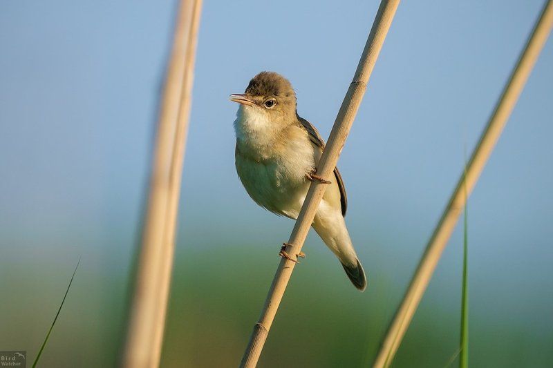 birds, acrocephalus scirpaceus Acrocephalus scirpaceusphoto preview