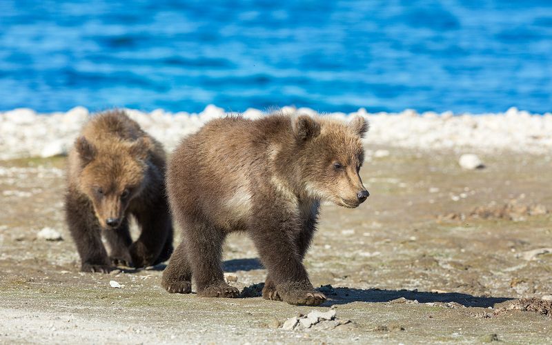 Медведь, Камчатка Два братаphoto preview