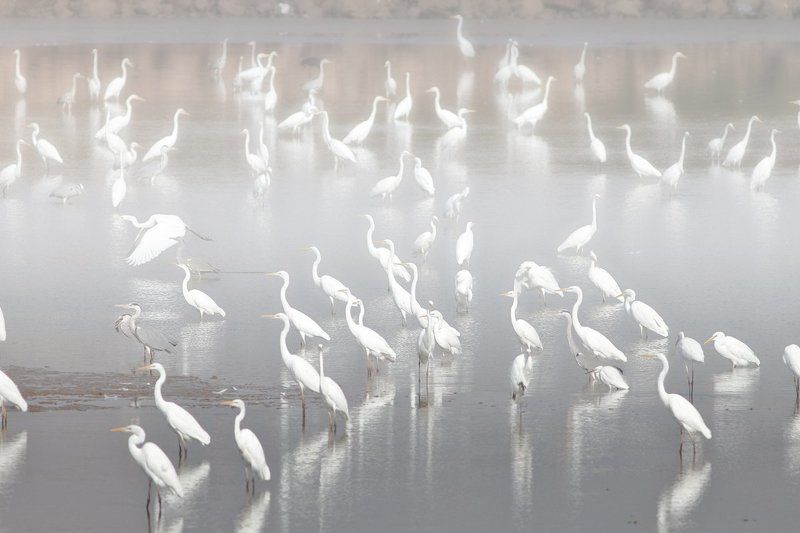 animals,birds,herons,fish,lake, 7d, 400mm, животные,птицы,рыба,цапли,озеро Озеро цапельphoto preview